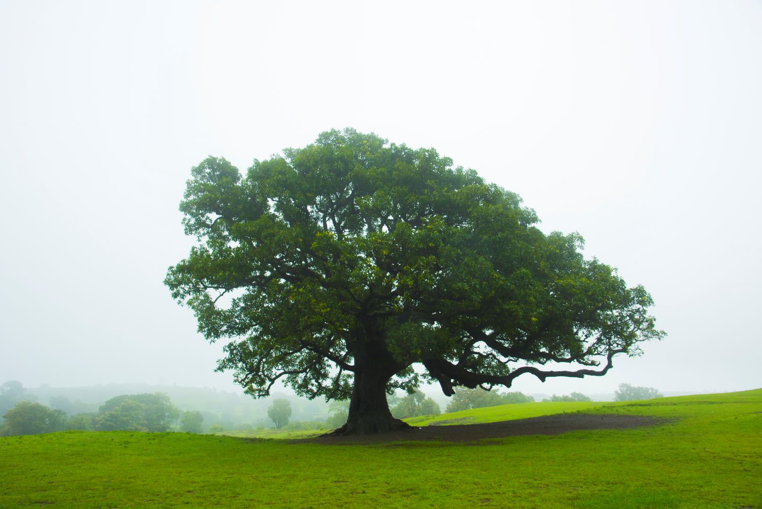 Large tree
