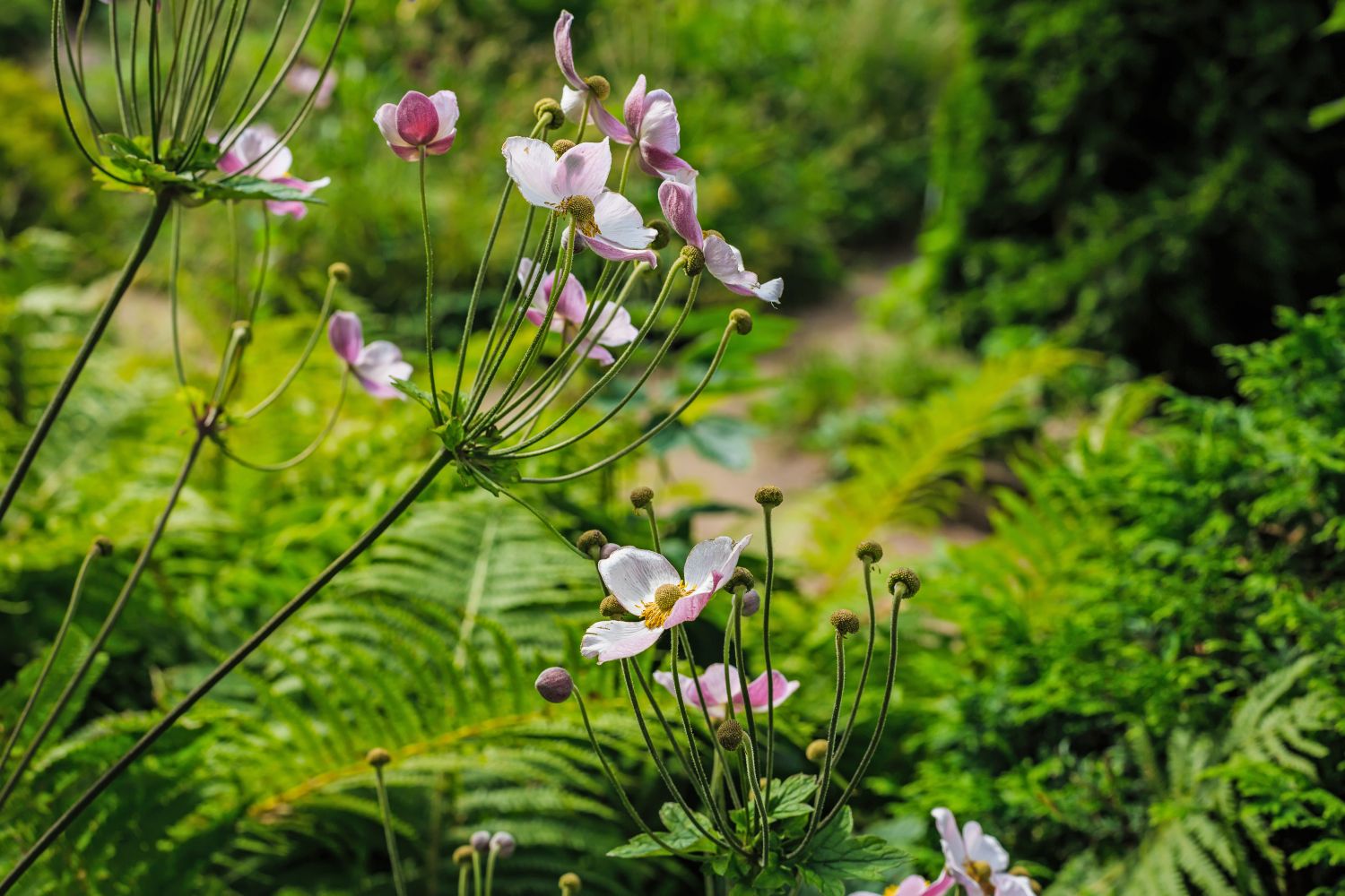 herbaceous plant
