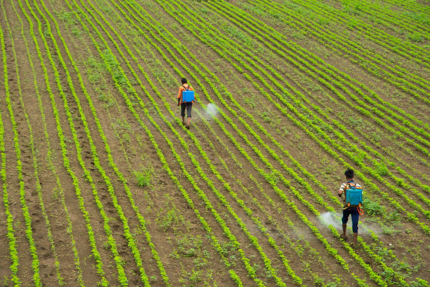 Weed control